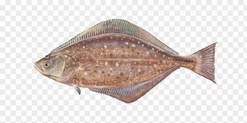 Fish Halibut Clip Art Image Flounder PNG