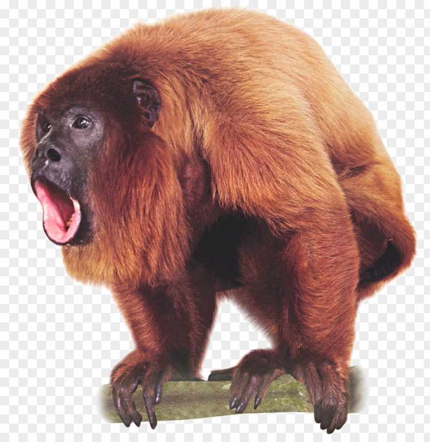 Monkey Primate Venezuelan Red Howler Image Ape PNG