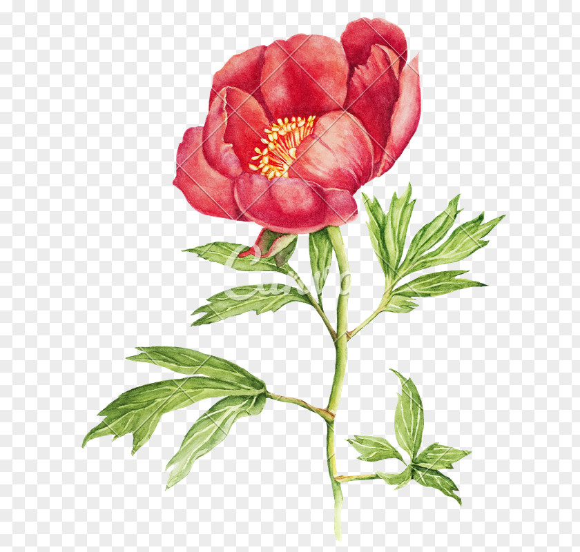 Peony Watercolor Painting Stock Photography Flower Illustration PNG