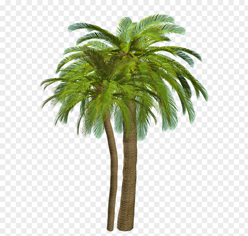 Beach Arecaceae Tree Siargao PNG