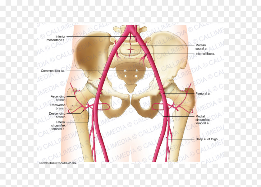 Devi Common Iliac Artery Vein Pelvis Abdomen PNG