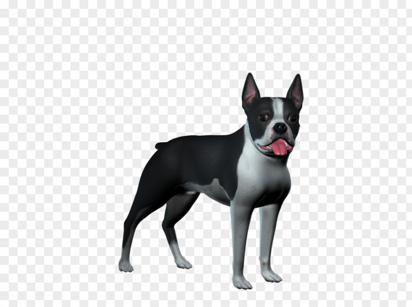Dogs Boston Terrier Old English White Stock Dog Breed PNG