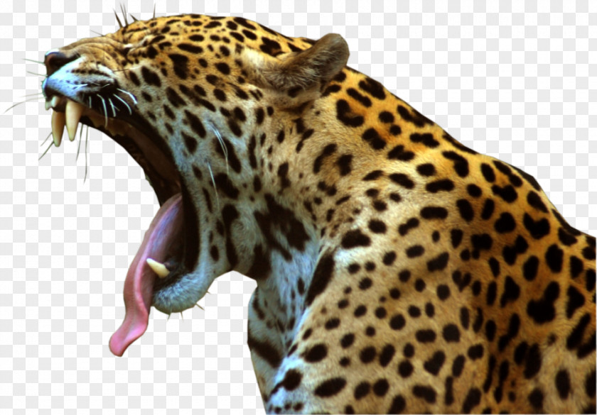 Jaguar Felidae Leopard Clip Art PNG