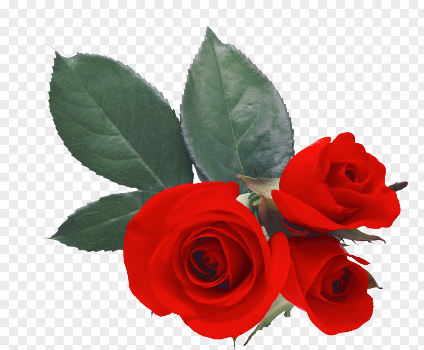 Rose Desktop Wallpaper Love Heart PNG