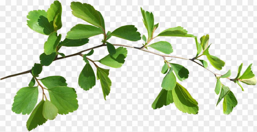 Book Leaf Twig Branch Image PNG