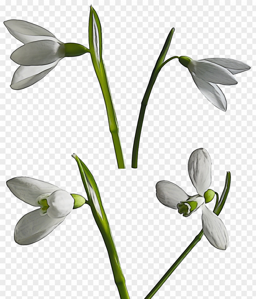 Flower Snowdrop Plant Galanthus Petal PNG