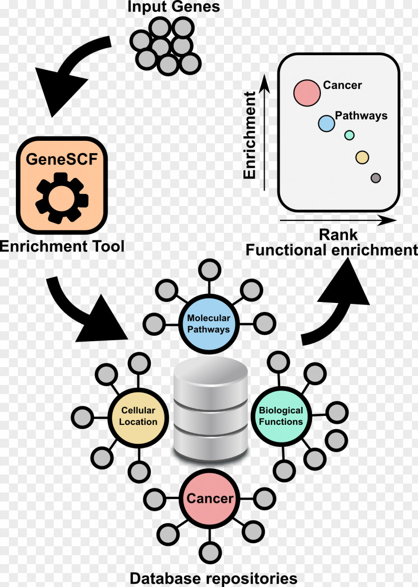 Gene Set Enrichment Analysis Ontology DAVID RNA-Seq PNG