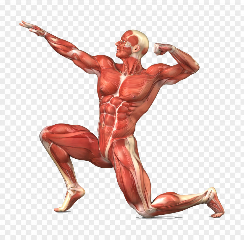 Human Body Muscular System Skeletal Muscle Skeleton PNG