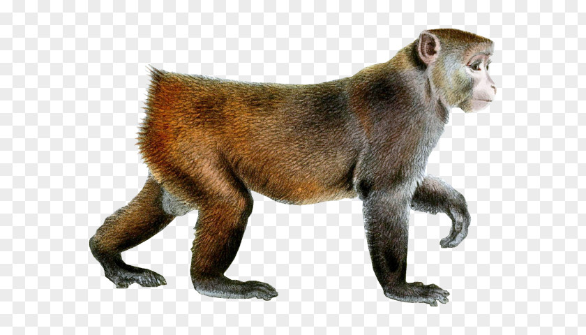 Monkey Old World Monkeys Image Baboons PNG