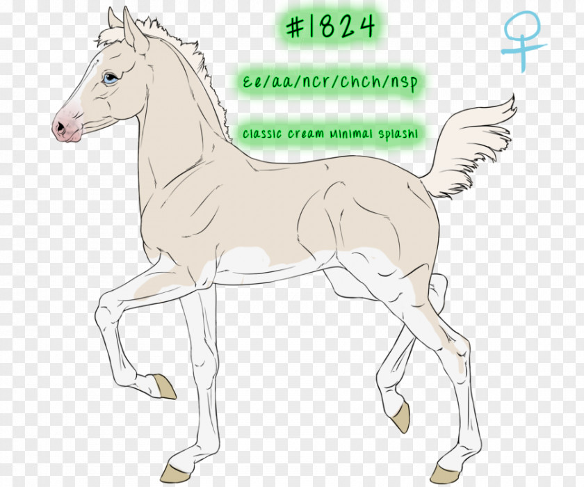 Mustang Foal Mane Bridle Stallion PNG