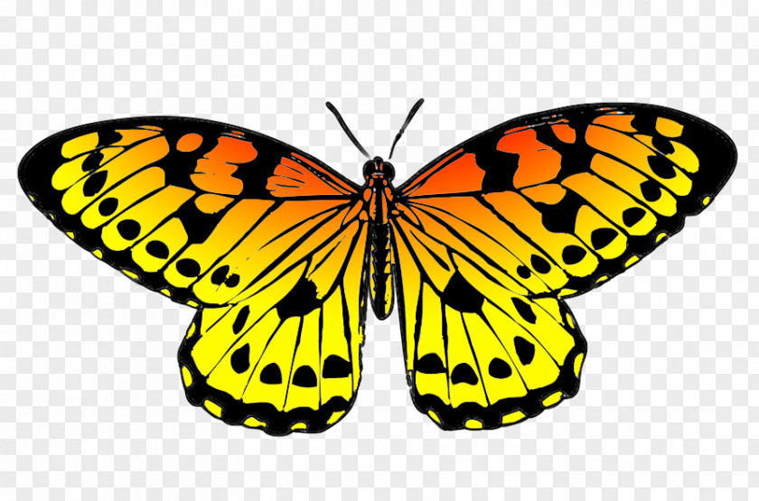 Yellow Butterfly Cliparts Monarch Drawing Black Clip Art PNG