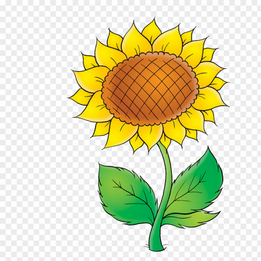 Girassol Common Sunflower Drawing Clip Art PNG