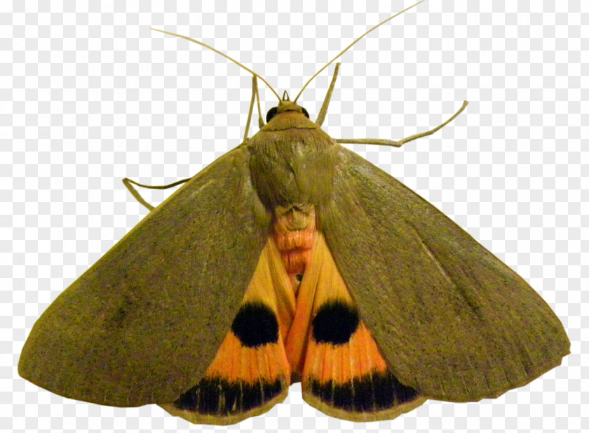 Moth Nymphalidae Hofmannophila Pseudospretella Bombycidae Butterfly Pieridae PNG