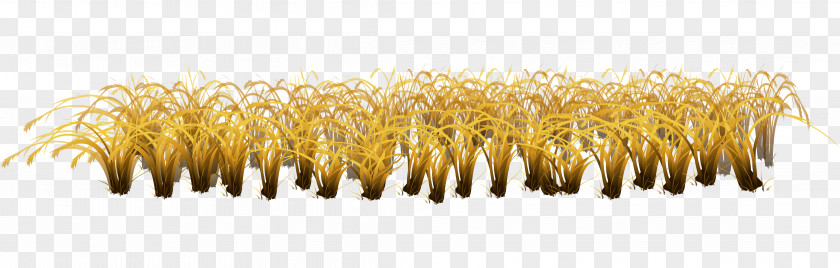 Bacillus Vector Material Autumn Grass Weeds Yellow Commodity Grasses Family PNG