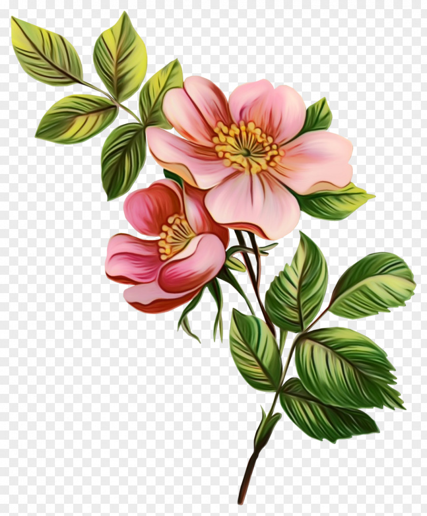 Blossom Rosa Gallica Flower Bouquet PNG