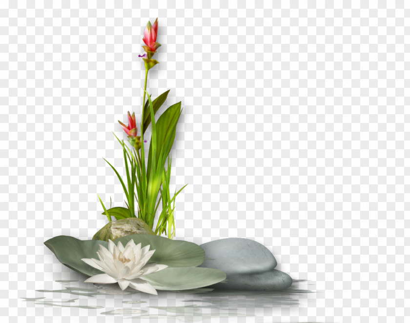 Buddhism Sacred Lotus Clip Art Image PNG