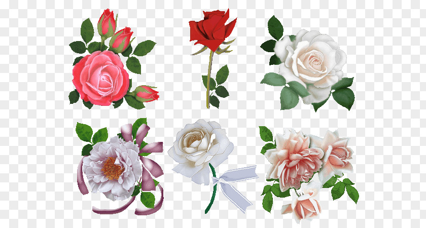 Flower Garden Roses Beach Rose Cut Flowers Floral Design PNG