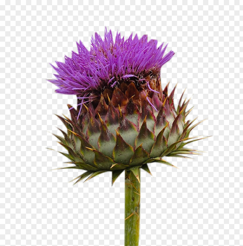 Milk Thistle Flowers Picture Material PNG