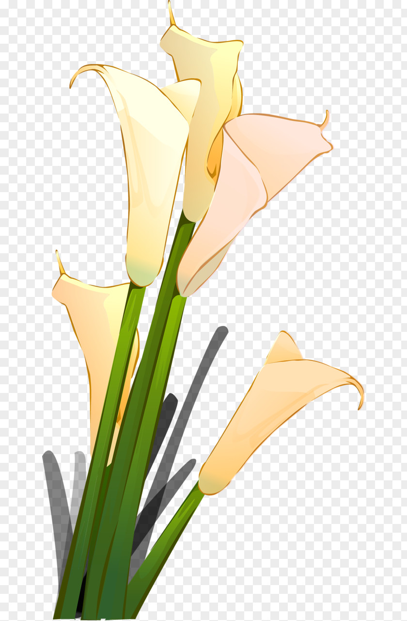 Avatar Floral Design Clip Art PNG