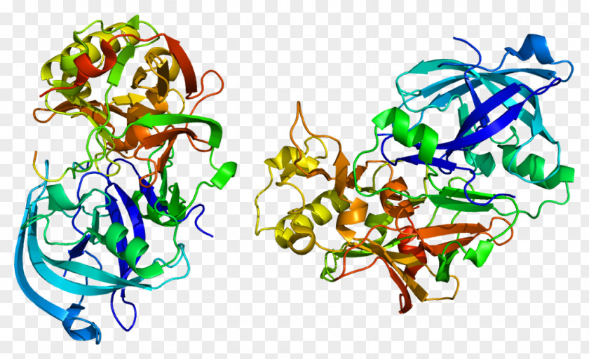 Beta-secretase 1 Amyloid Precursor Protein Secretase Beta PNG