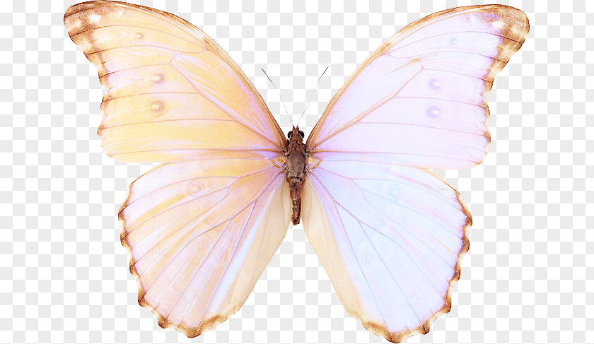 Butterfly Blog Kleurplaat Pieridae PNG