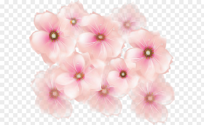 Cherry Blossom PNG