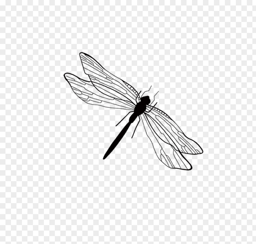 Dragonfly Ink Wash Painting Illustration PNG