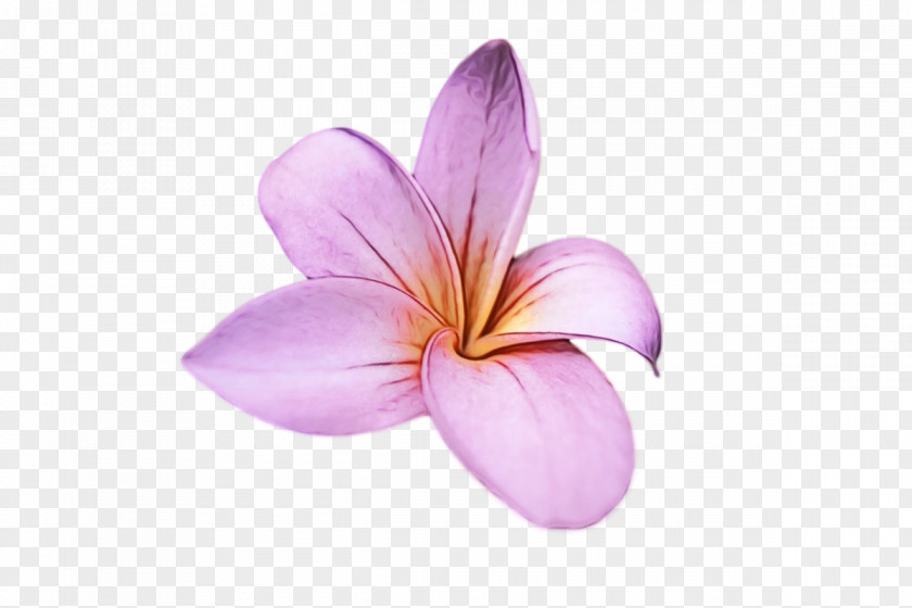 Flower Lilac M Petal Close-up PNG