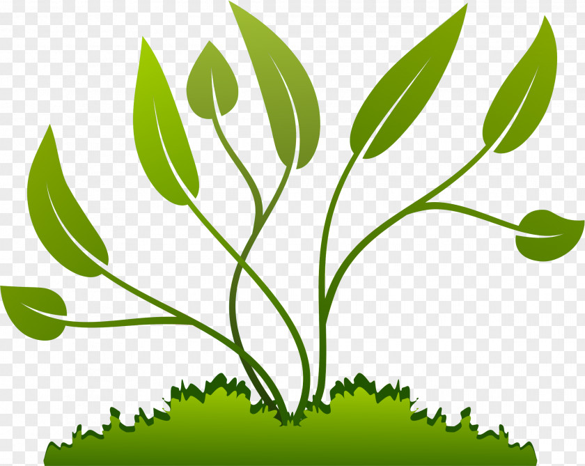 Leaf Plant Green Tree Flower PNG