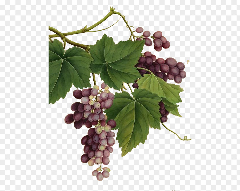 Painted A Large Grape Vine Realism Red Wine Common Vintage PNG