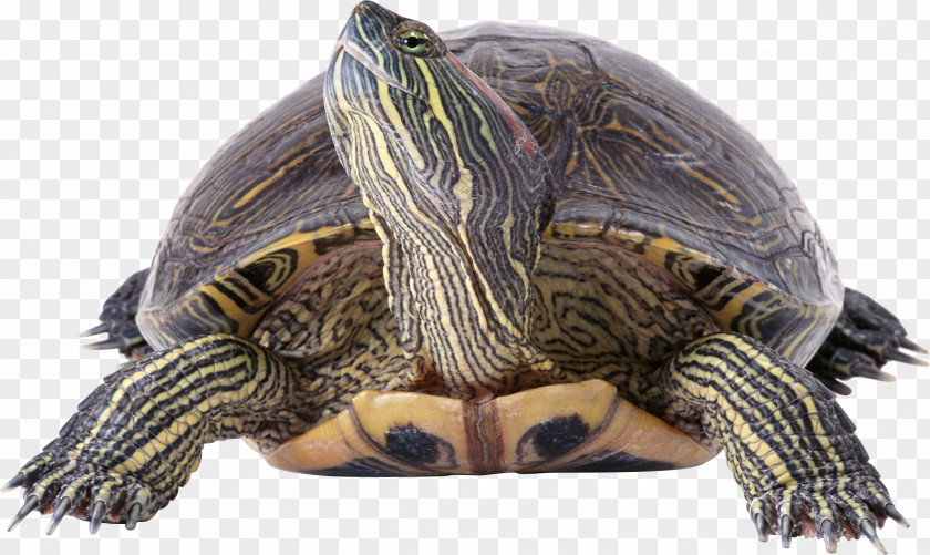 Turtle Reptile Filter Wallpaper PNG