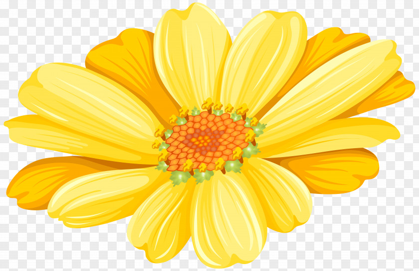 Yellow Daisy Transparent Clip Art Image Transvaal Chrysanthemum Argyranthemum Frutescens Floristry Common Sunflower PNG