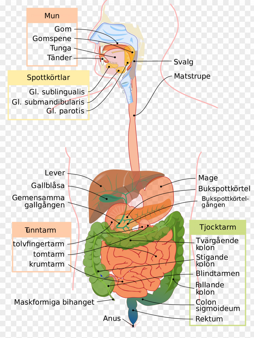 Digestif Gastrointestinal Tract Digestion Human Digestive System Transverse Colon Medicine PNG