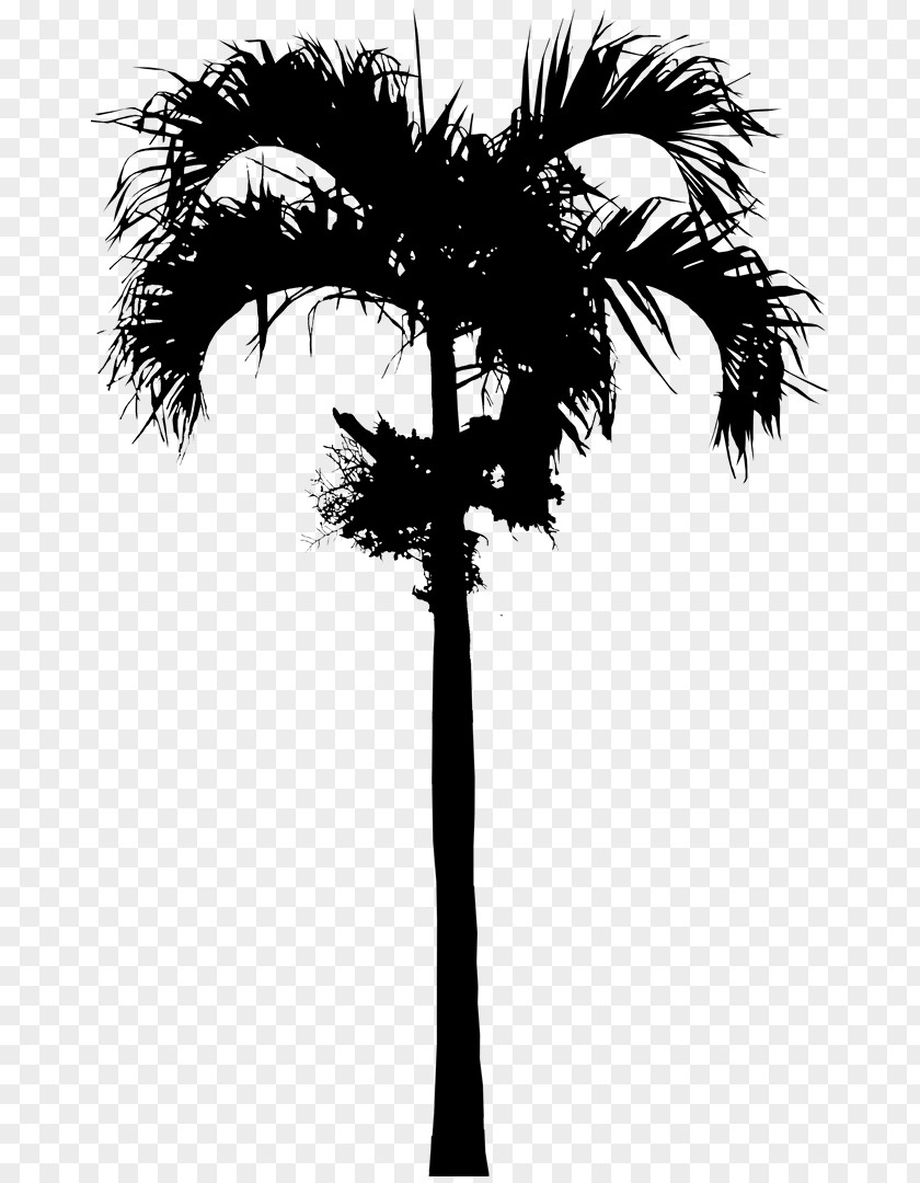 Asian Palmyra Palm Babassu Date Trees Silhouette PNG