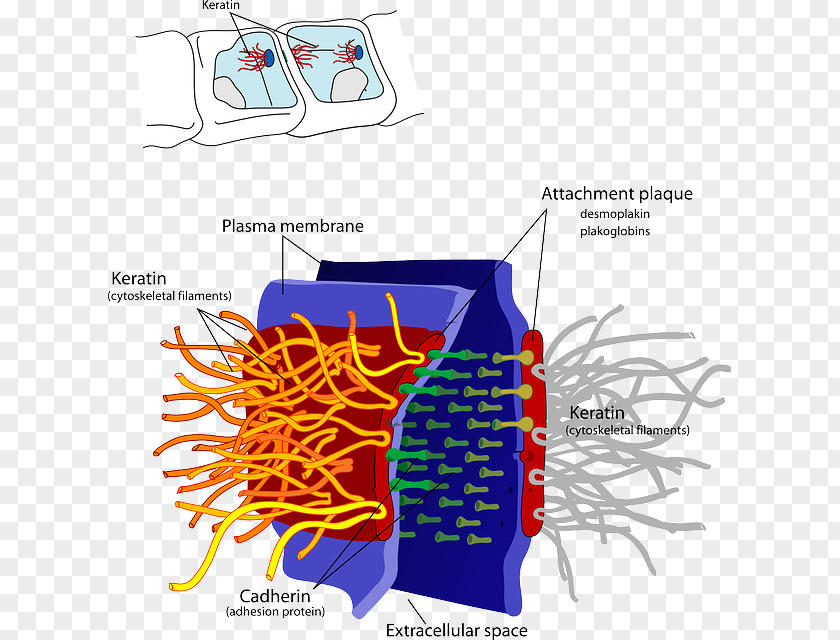 Biology Desmosome Cell Junction Cadherin PNG