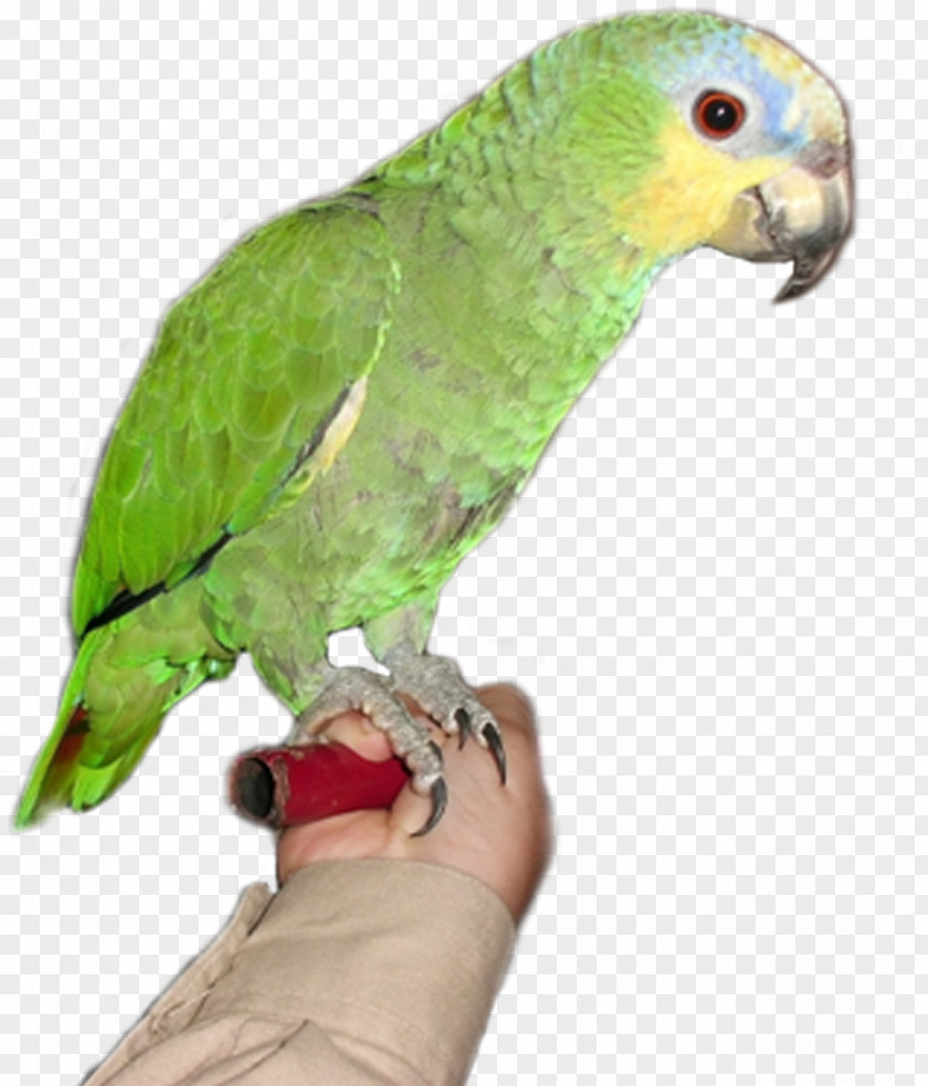 Browse And Download Parrot Pictures Amazon Bird PNG