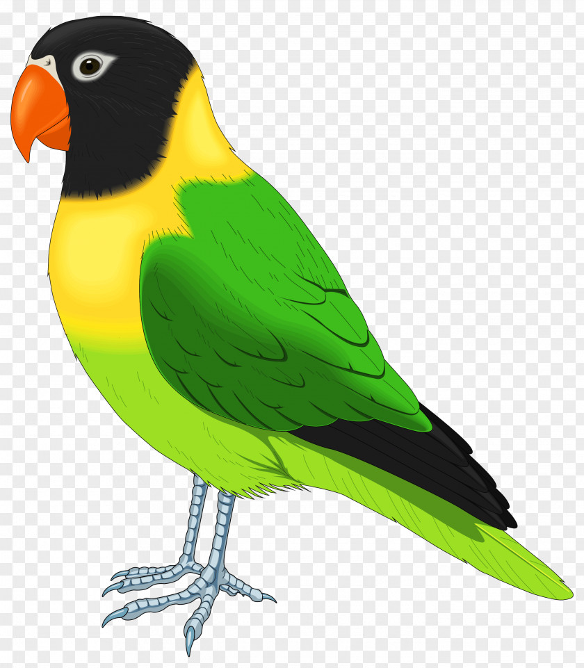Green And Yellow Bird Clipart Image Lovebird Parrot Pet Clip Art PNG