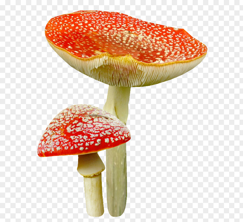 Mushroom Clip Art PNG