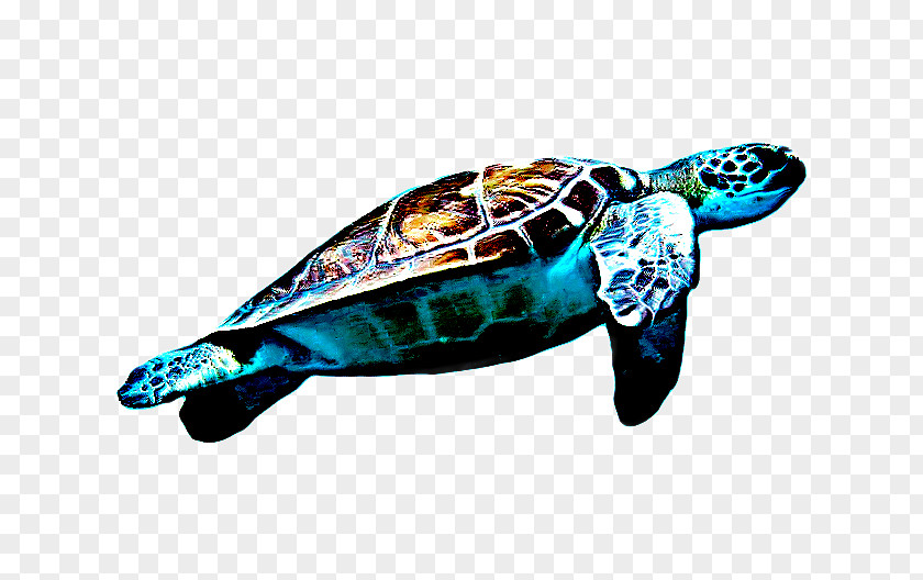 Painted Turtle Terrapin Sea Background PNG