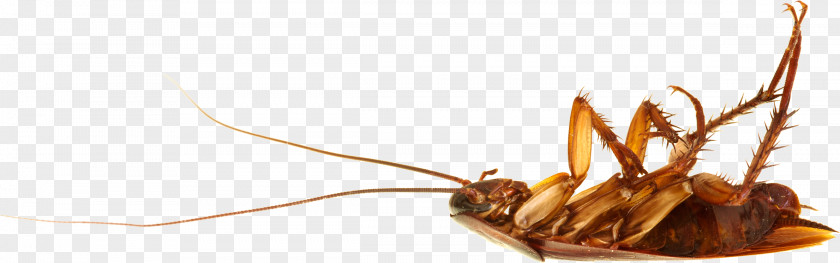 Roach PNG