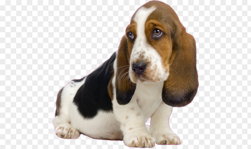 St. Bernard Basset Hound Artésien Normand Puppy Beagle Bluetick Coonhound PNG