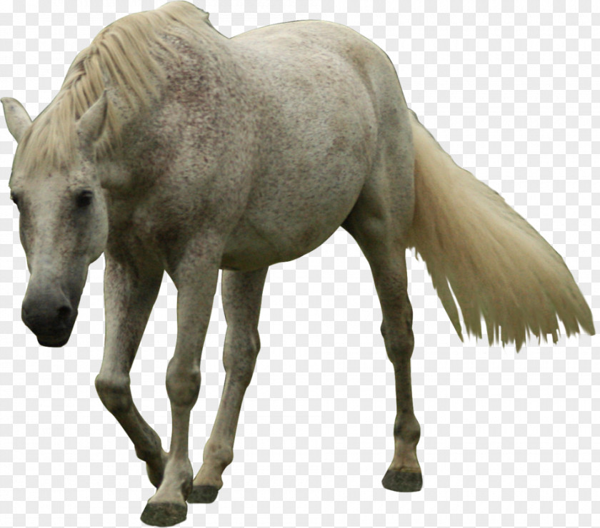 White Horse Andalusian Friesian Mustang Mare Stallion PNG