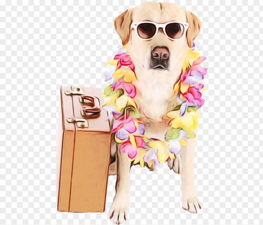 Glasses Costume Dog And Cat PNG