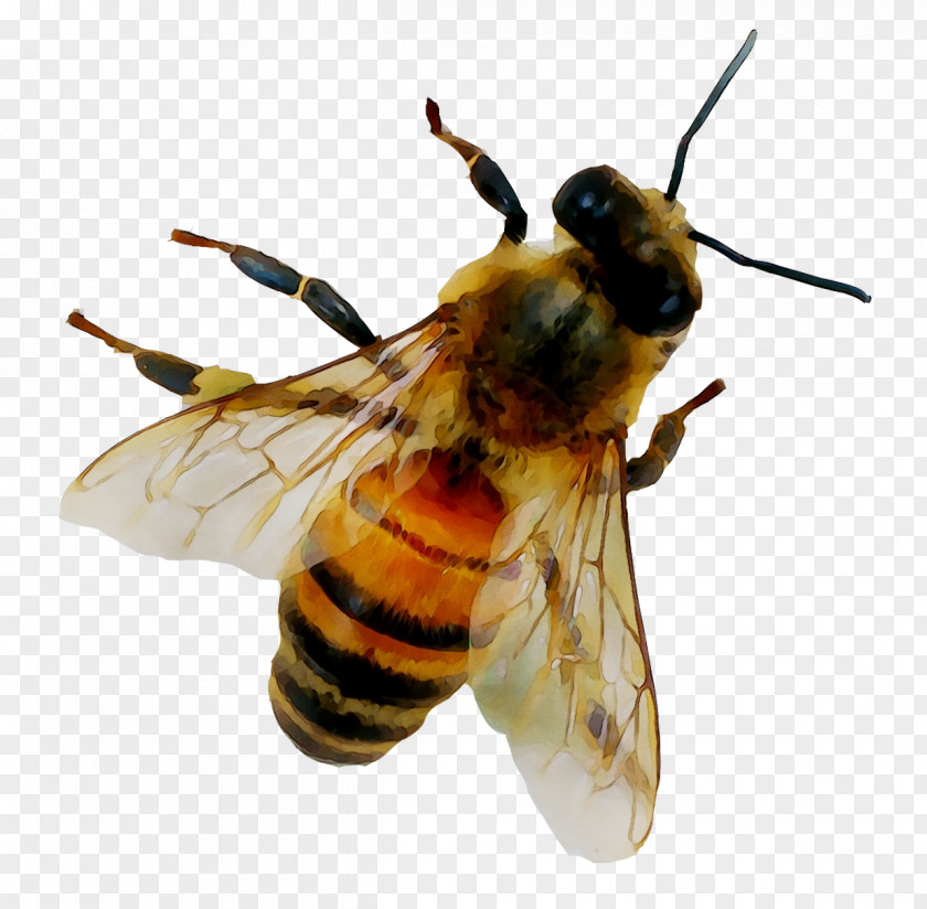 Honey Bee Nectar PNG