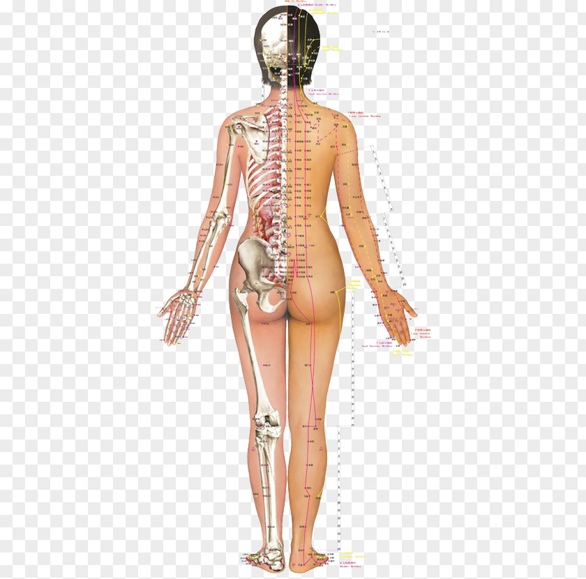 Omshen Acupuncture Eastern Medicine Back Pain Acupressure Myofascial Trigger Point Meridian PNG