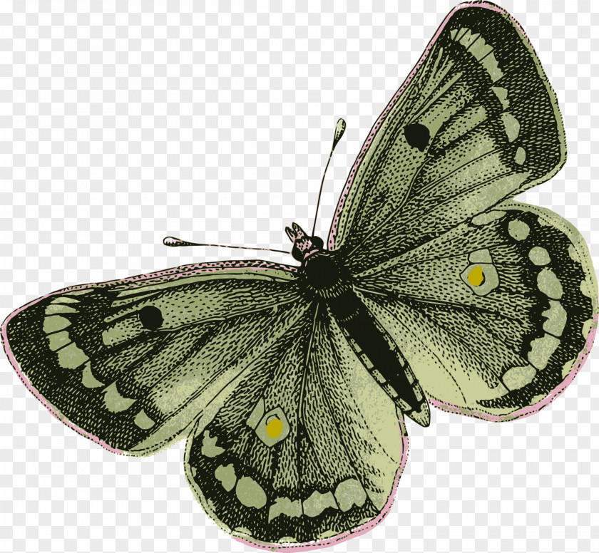 Wings Butterfly Insect Moth Clip Art PNG