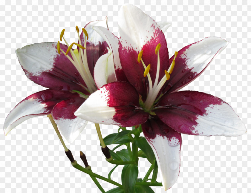 A Gentle Bargain To Send Gifts Lilium United States Cut Flowers Lily Of The Incas Squirrel PNG