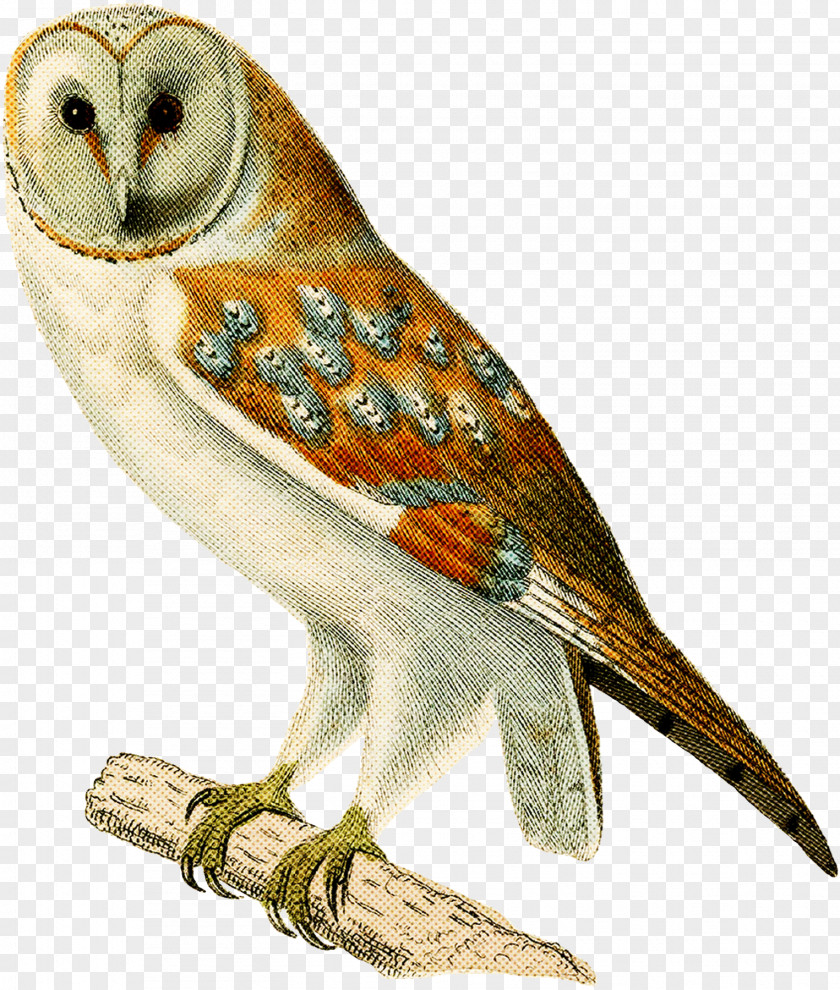 Bird Barn Owl Beak Of Prey PNG