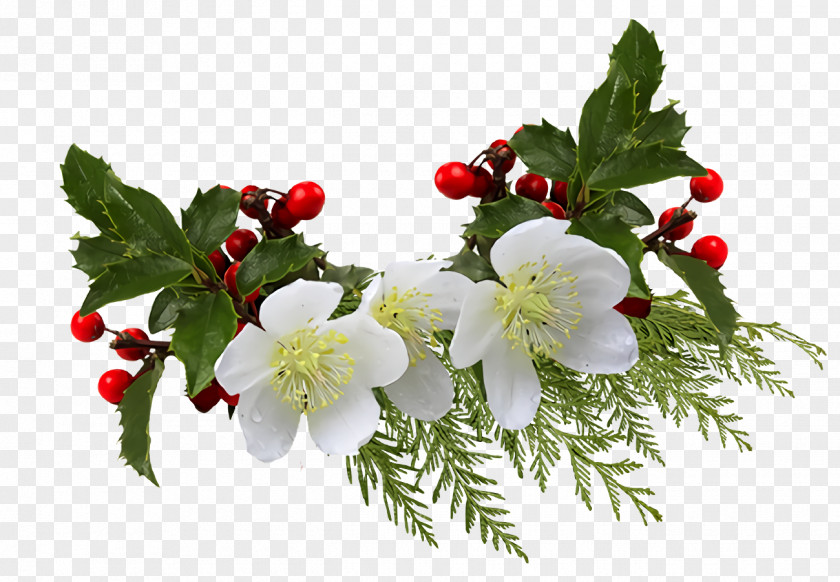 Blossom Rosa Omeiensis Christmas Holly Ilex PNG