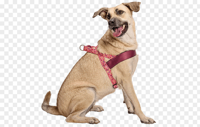 Dog Breed Harness Companion Clothes PNG
